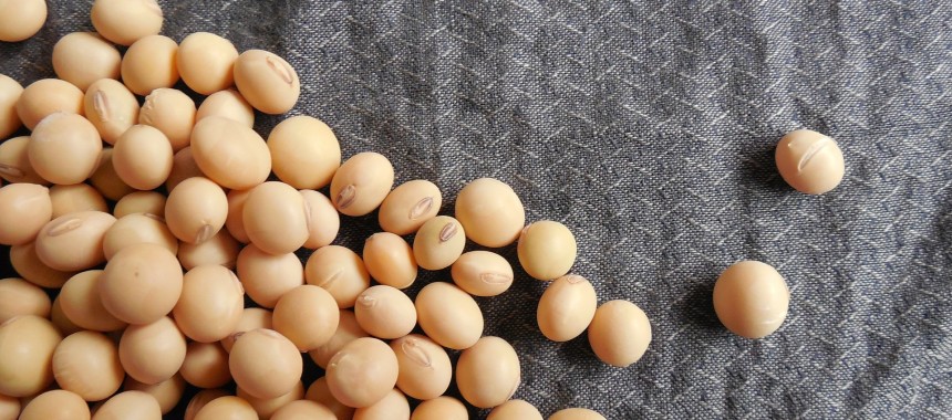 Soja – pokochać czy unikać